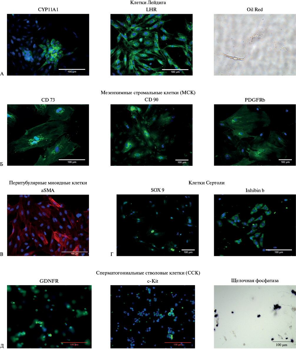 Изображение на обложке